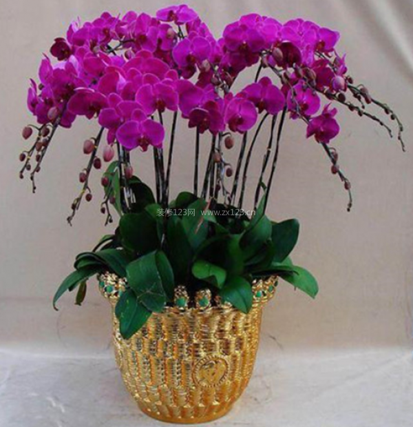 室內(nèi)裝飾植物 室內(nèi)裝飾植物