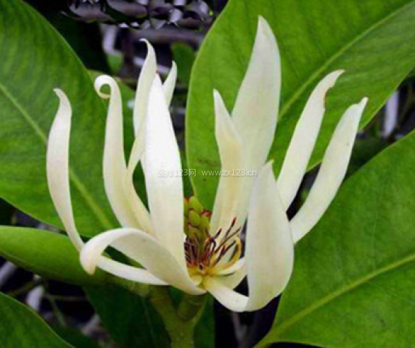 室內(nèi)裝飾植物 室內(nèi)裝飾植物