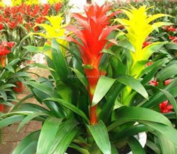 室內裝飾植物
