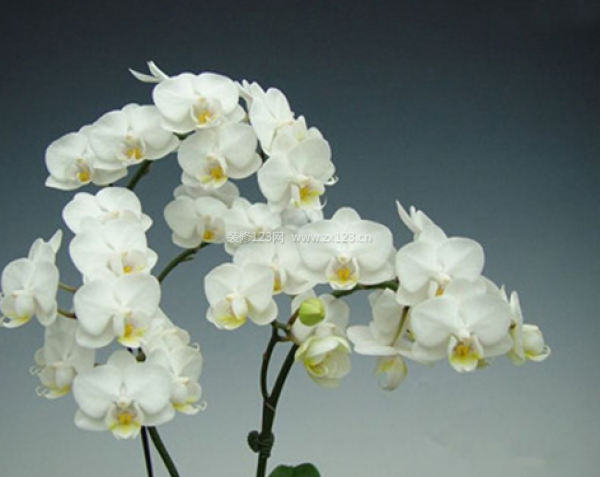 室內(nèi)裝飾植物 室內(nèi)裝飾植物
