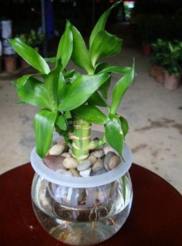 室內裝飾植物