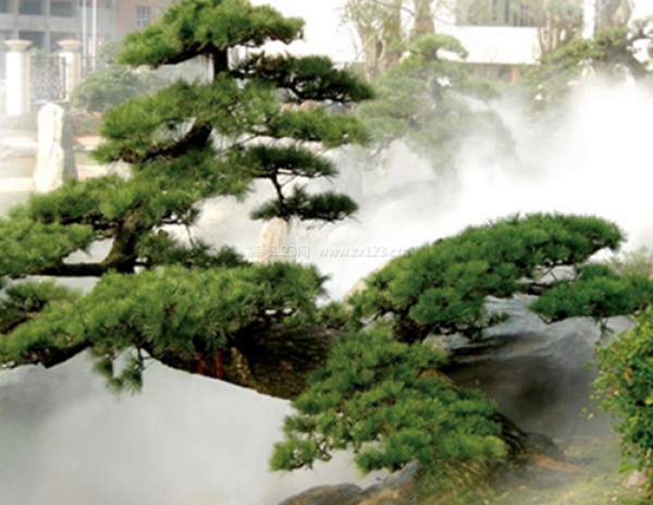 室內(nèi)裝飾植物 室內(nèi)裝飾植物