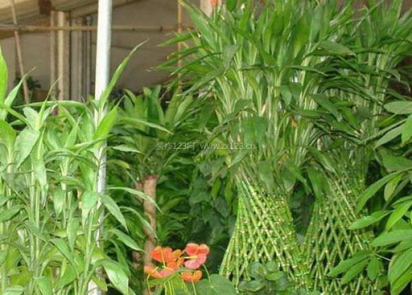 室內裝飾植物