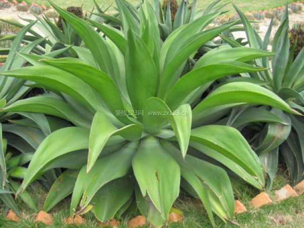 室內(nèi)裝飾植物
