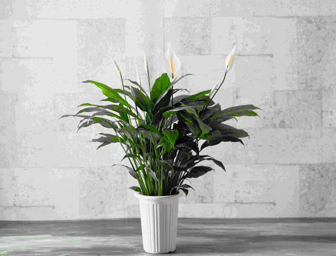 室內裝飾植物 室內裝飾植物