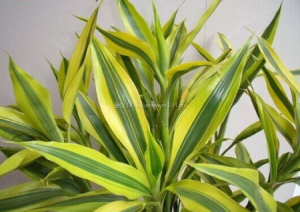 室內風水植物
