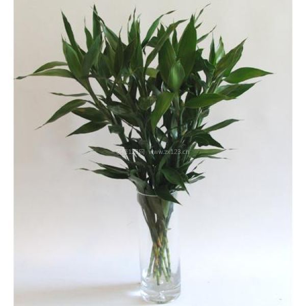 室內植物風水