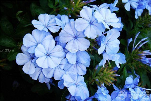 蘭花
