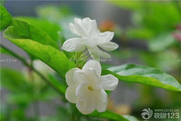 茉莉花